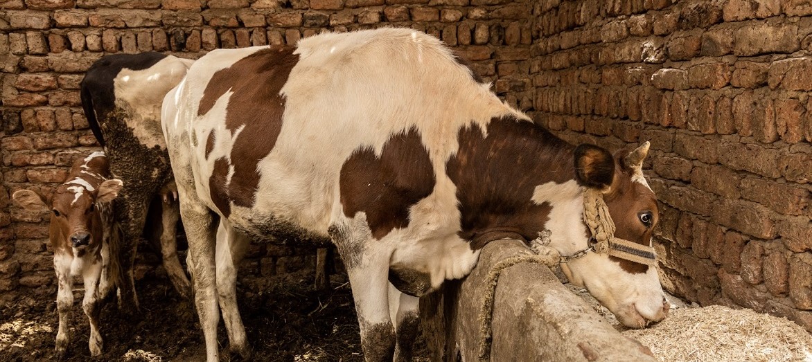 Animal feed from fruit and vegetable pits for retailers