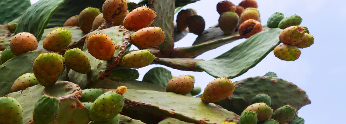 Production of Prickly Pear Oil