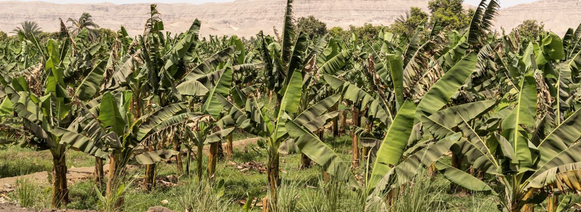 Fibers from banana waste for handmade products